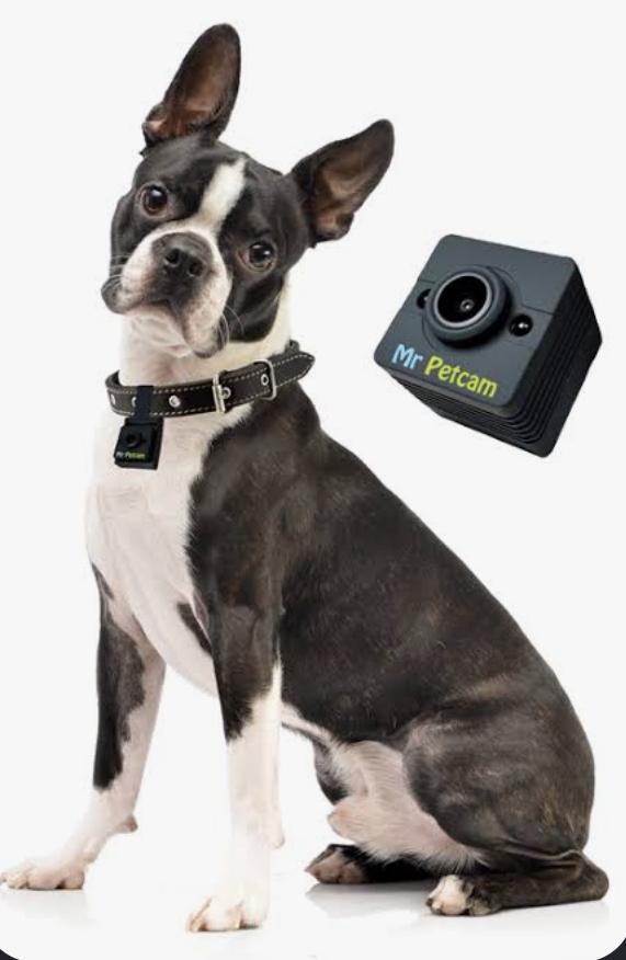 Best Smart Pet Gadgets for Dogs in 2026 | Essential Guide