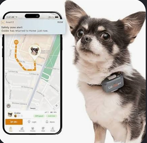 Top 5 Smart Health Tracking Dog Collars in 2026