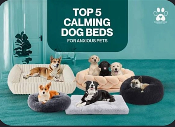 Best Calming Dog Beds for Separation Anxiety (Vet-Reviewed)