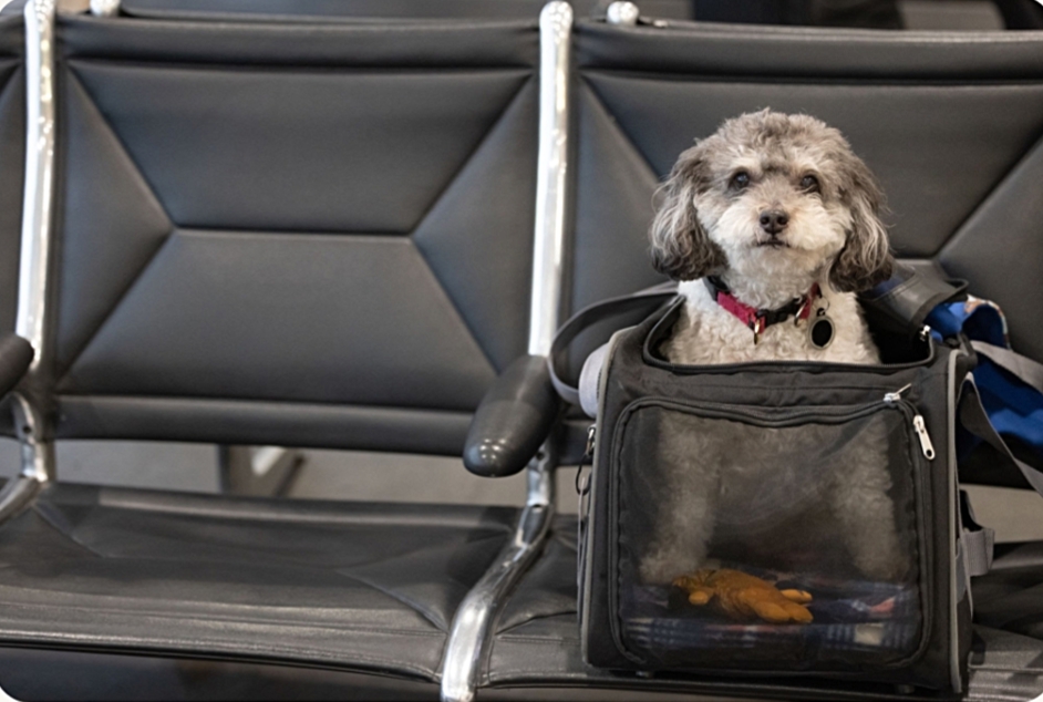 Best Aesthetic Airline-Approved Pet Carriers (TSA-Compliant)