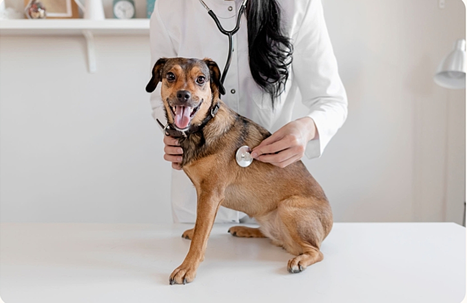 7Best Fiber Supplements for Dog Gut Health & Firm Stools