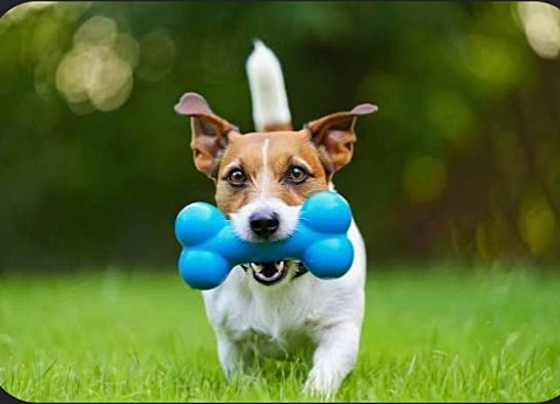 How to Save Money on Pet Care in 2026 (Without Cutting Corners)