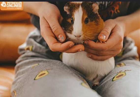 Why Guinea Pigs Are 2026’s Hottest Pet Trend