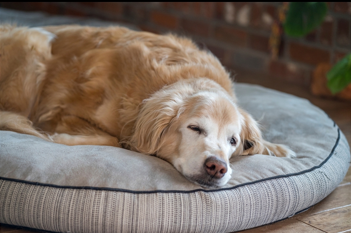Senior Dog Care Guide 2026: Best Joint Supplements, Diets, and Comfort Tips for Aging Pets