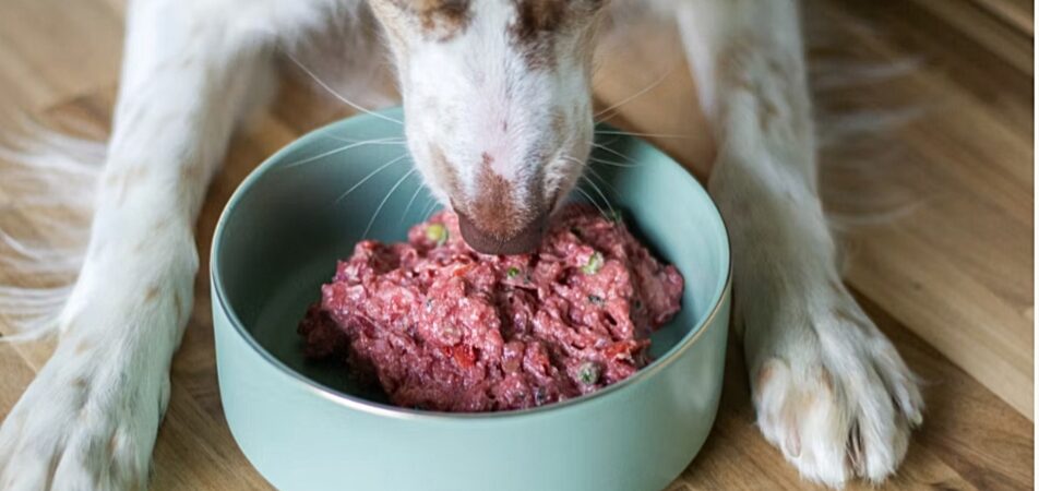 Best Premium Dog Food 2026: Human-Grade & Fresh Options Vet-Approved for Healthy Dogs