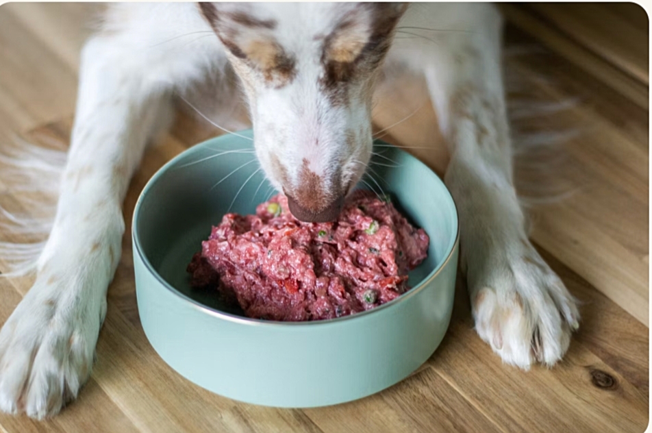 Premium Dog Food Guide 2026: Top Fresh Brands, Benefits & Budget Tips