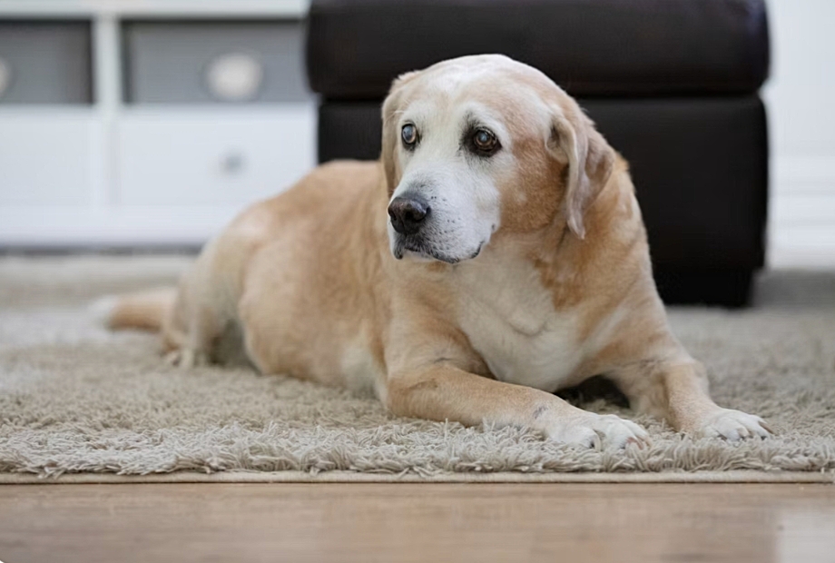 Senior Dog Care Guide 2026: Joint Support, Pain Relief & Longevity Tips