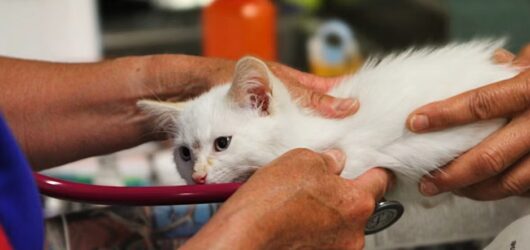 Senior Cat Care: How to Help Your Aging Cat Move, Eat & Thrive