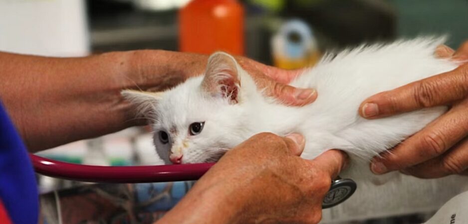 Senior Cat Care: How to Help Your Aging Cat Move, Eat & Thrive