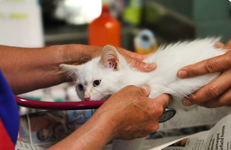 Senior Cat Care: How to Help Your Aging Cat Move, Eat & Thrive