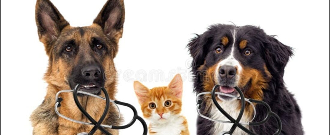 Best Pet Insurance for Dogs and Cats in 2026: Costs, Reviews & How to Choose
