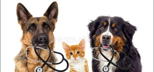 Best Pet Insurance for Dogs and Cats in 2026: Costs, Reviews & How to Choose