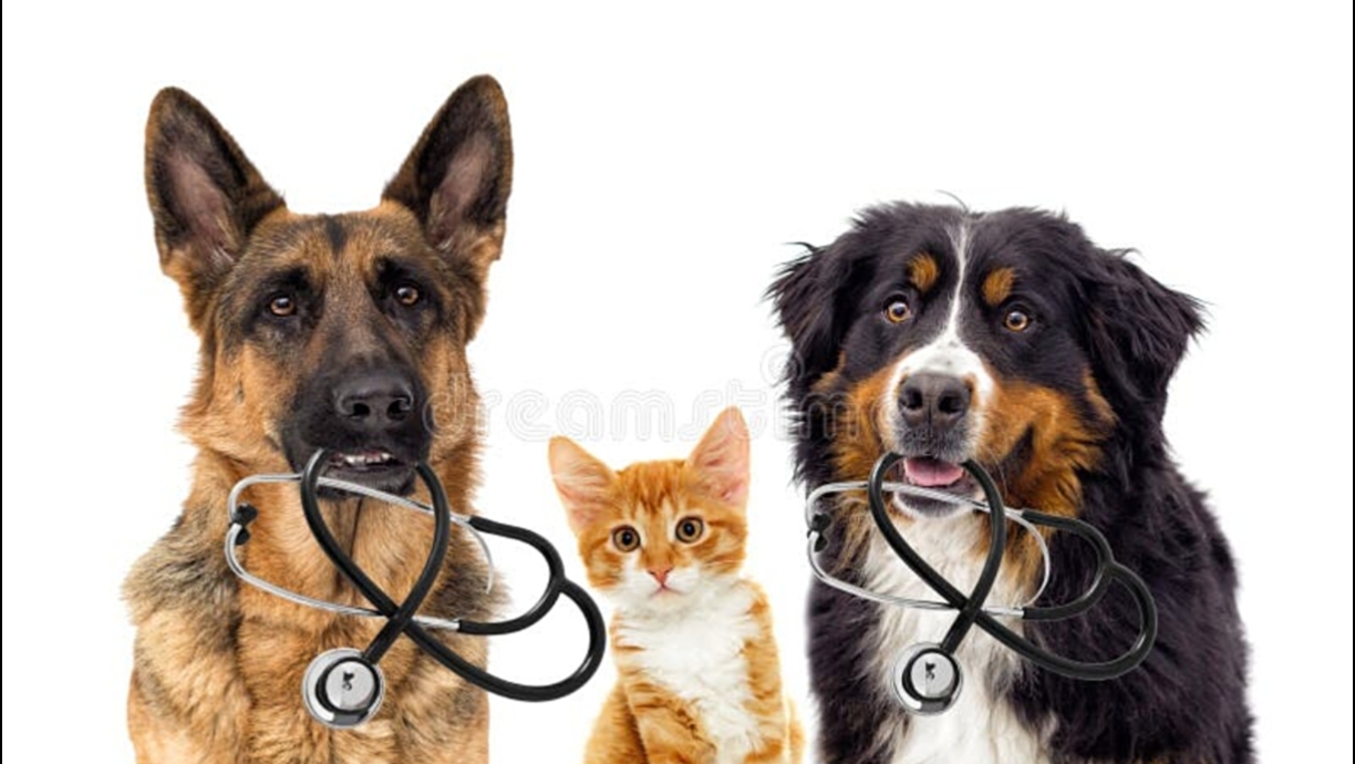 How to Help Your Dog or Cat Live Longer: Diet, Supplements & Daily Habits (2026)