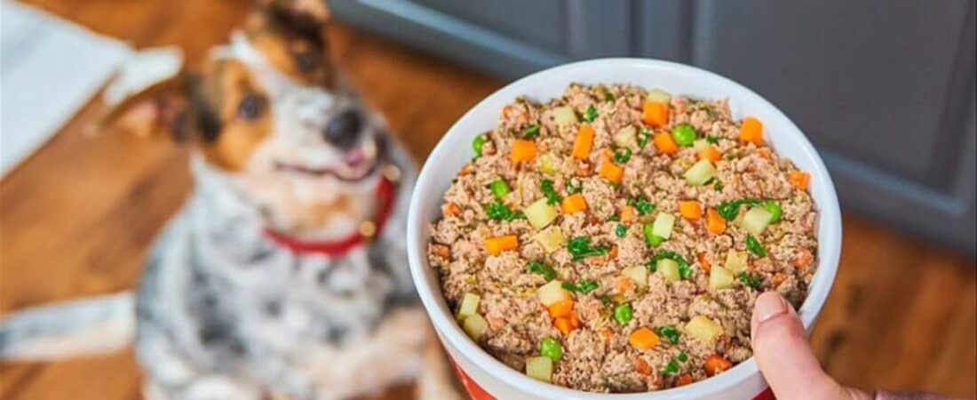 Human-Grade Dog Food vs. Kibble: Which One Helps Your Dog Live Longer?