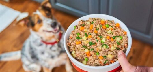 Human-Grade Dog Food vs. Kibble: Which One Helps Your Dog Live Longer?