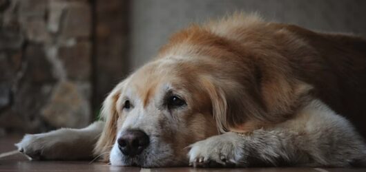 Senior Pet Care Guide: Diet, Supplements & Wellness Tips