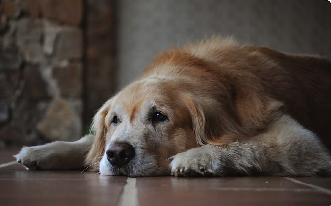 Best Joint Supplements for Senior Dogs in 2026: Vet-Recommended Guide