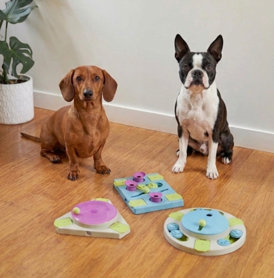 Natural Tick Repellent for Dogs: Vet-Safe DIY & Store-Bought Options (2026)