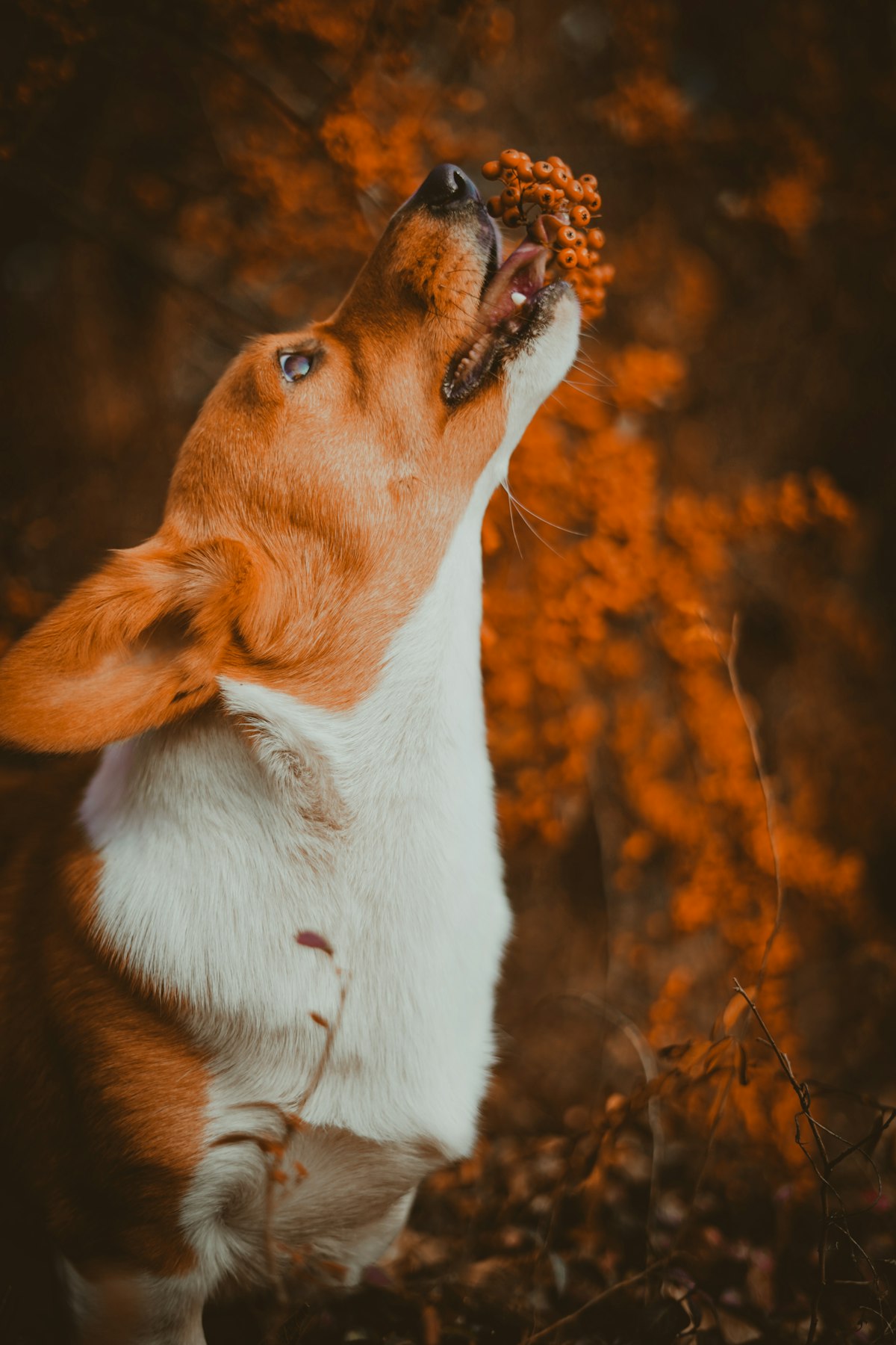 Healthy corgi dog sitting outdoors