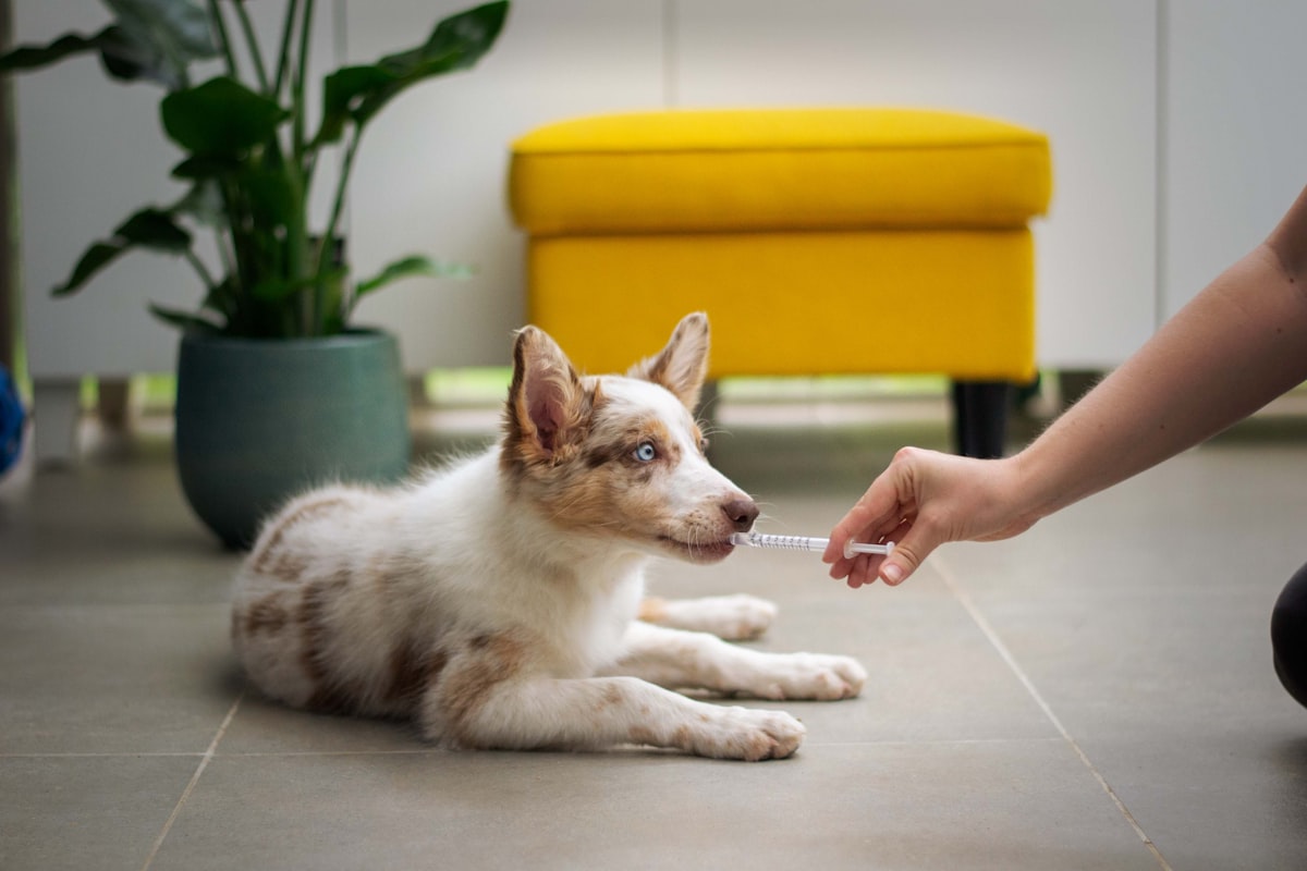 Veterinarian examining a puppy during a checkup